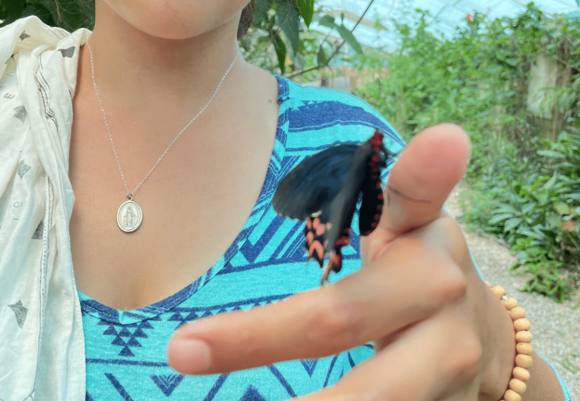 Puerto Vallarta Butterfly Sanctuary.