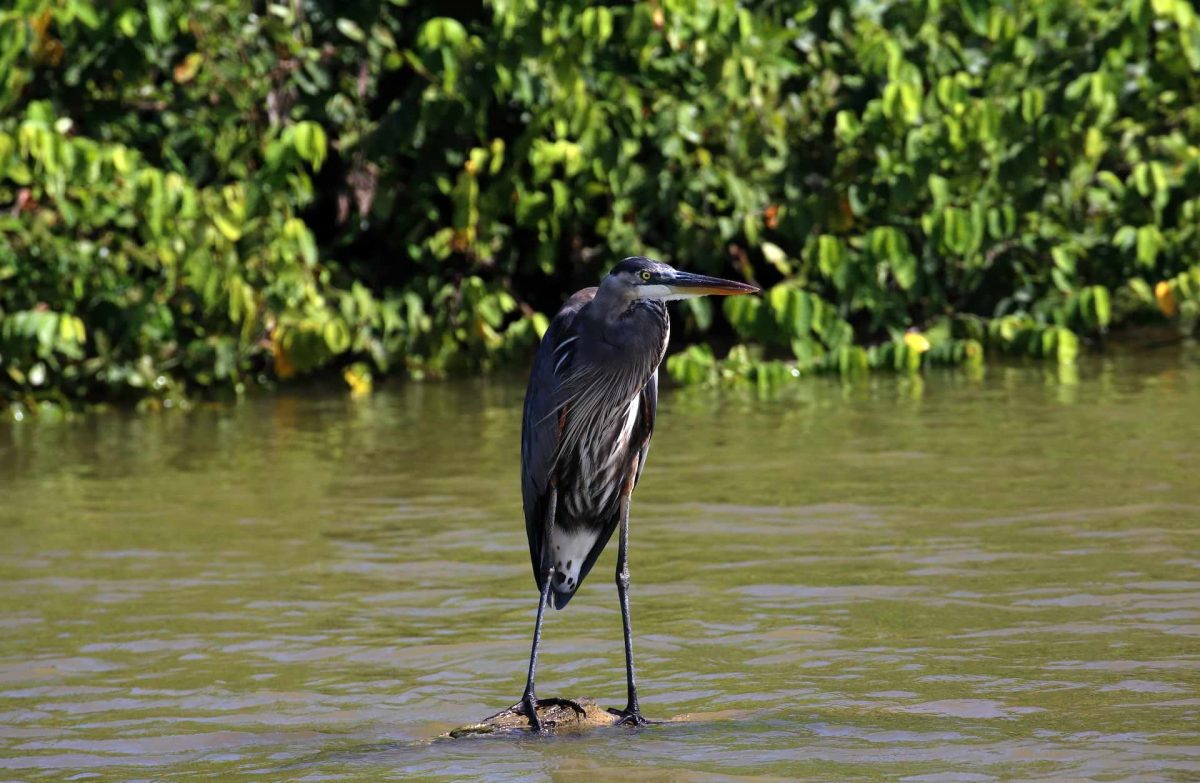 grey heron on water san quintin mexico