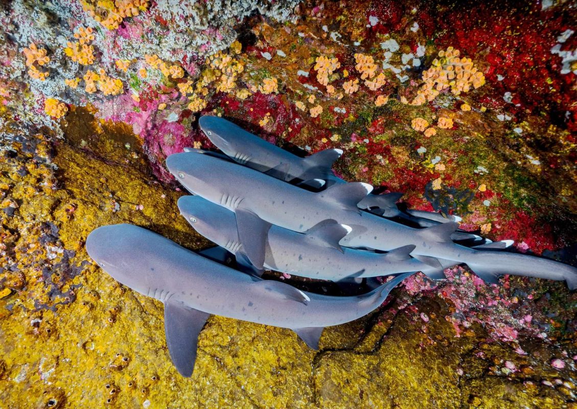 cabo pulmo diving