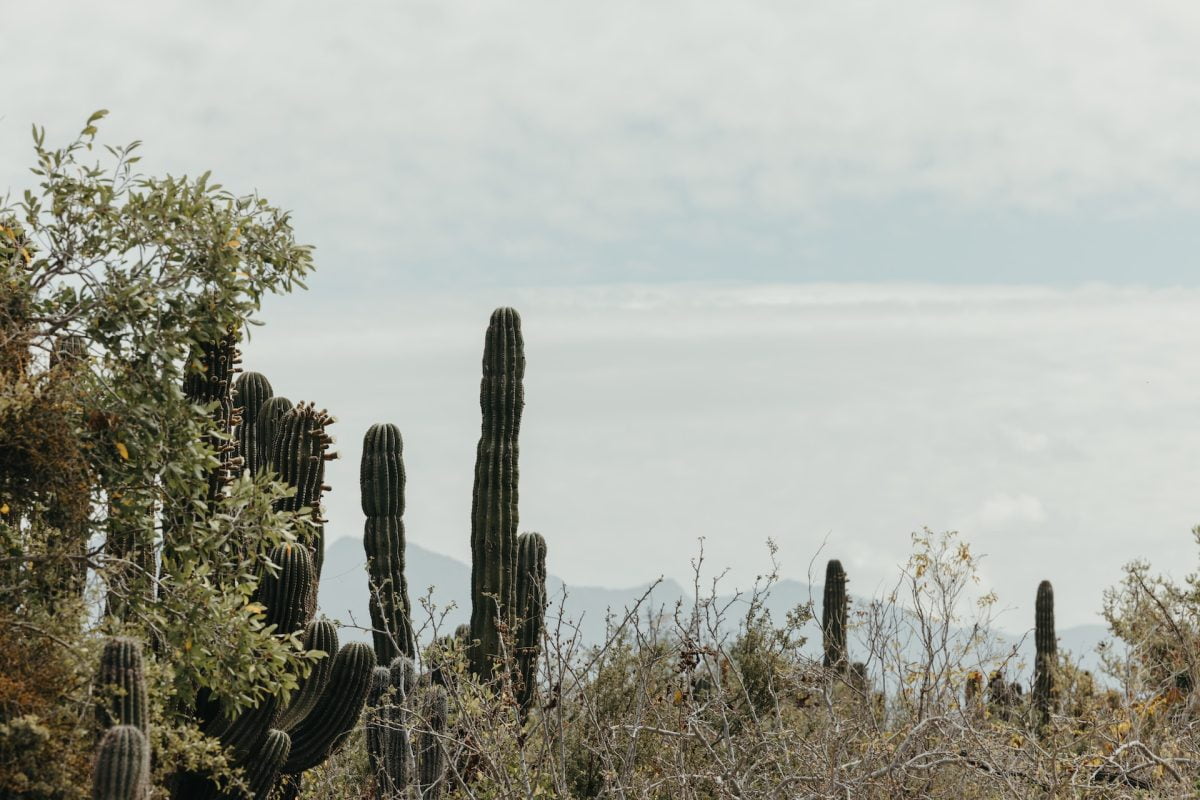 catavina mexican desert