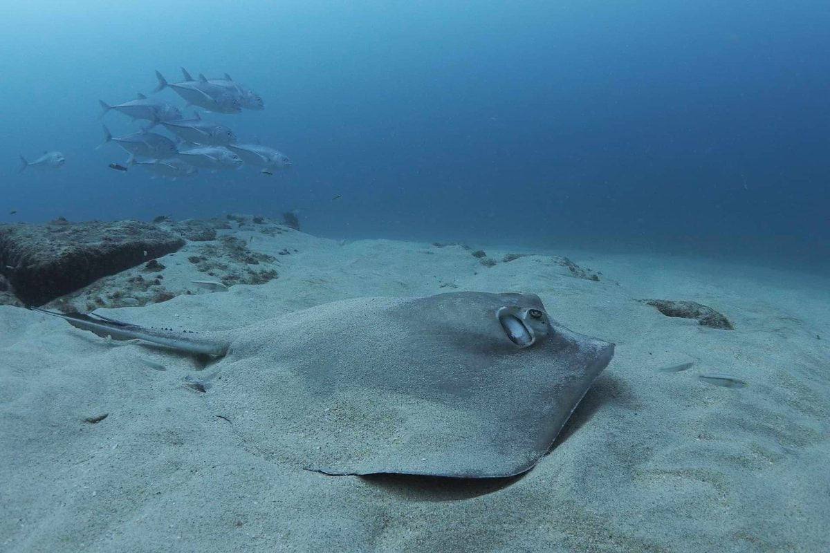 free diving cabo pulmo