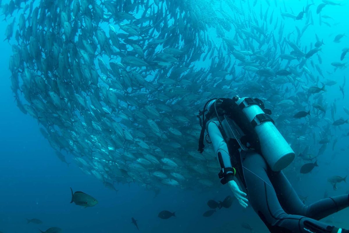 scuba diving cabo pulmo