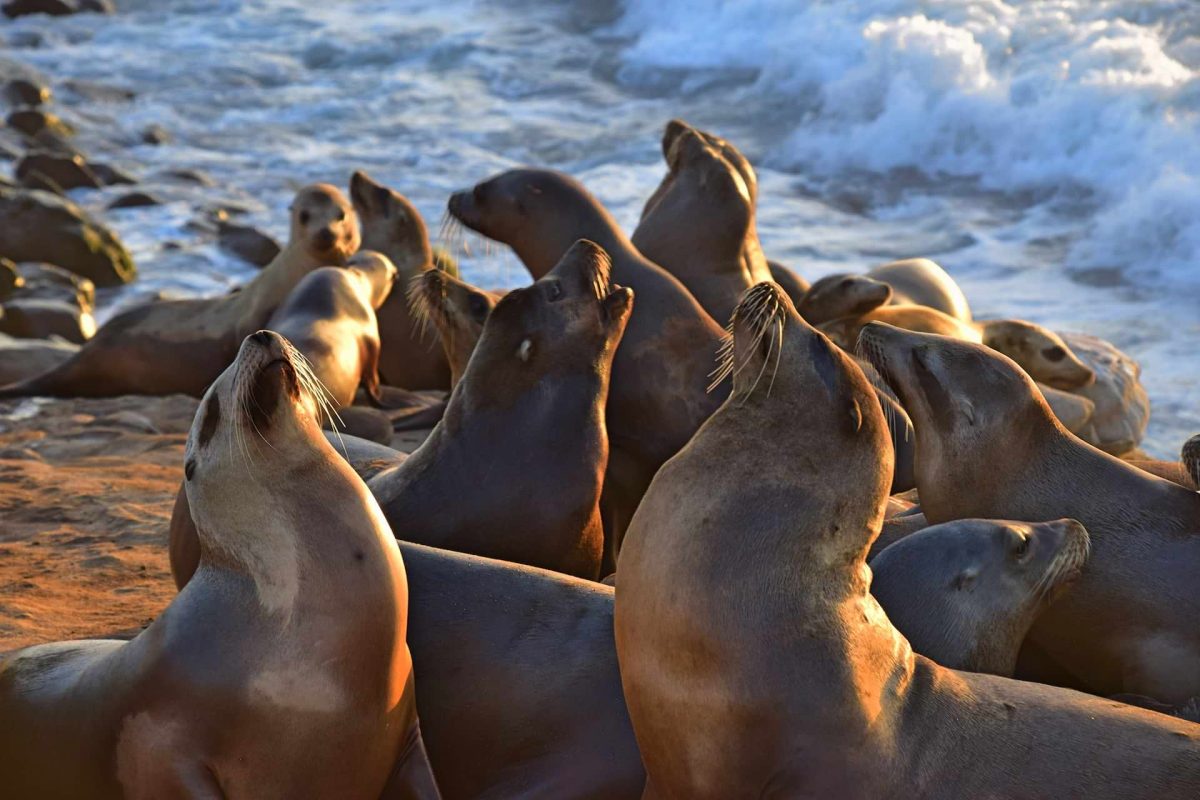 sea lions bahia de los angeles