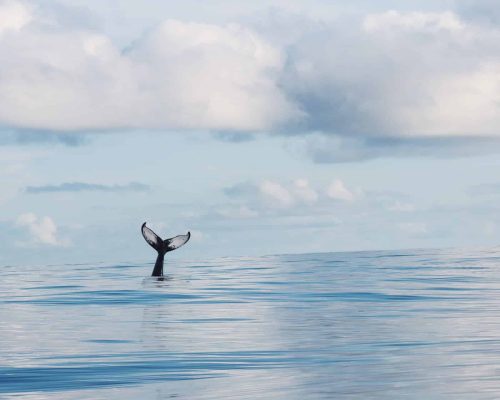 Magdelena Bay Whale Watching ciudad constitucion