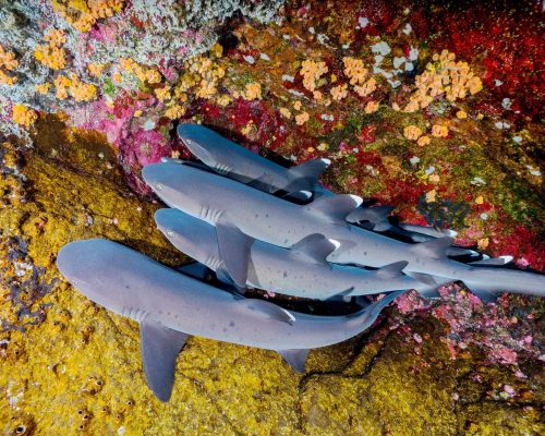 cabo pulmo diving